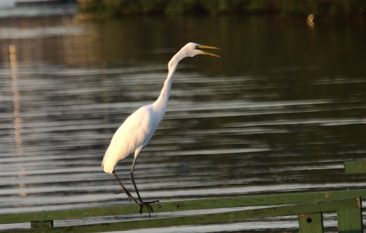 Great Egret - Patrícia Hanate