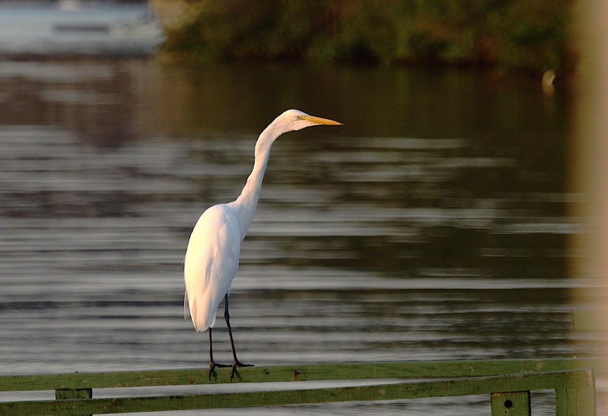 Great Egret - Patrícia Hanate