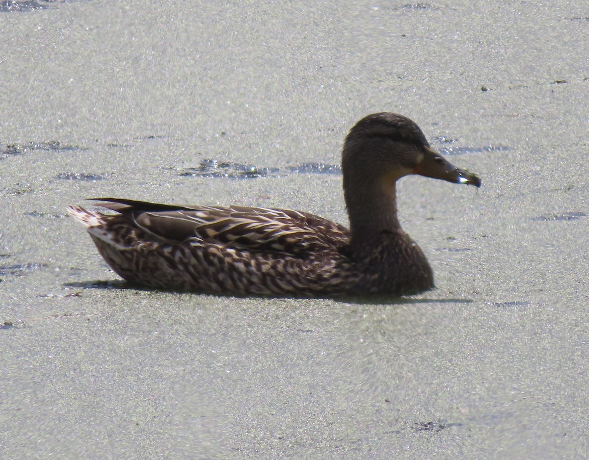 Mallard - Violet Kosack