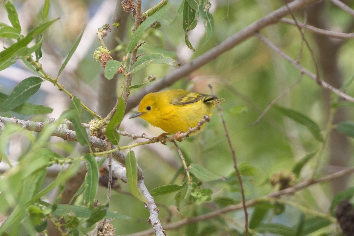 Yellow Warbler - Kevin Thomas