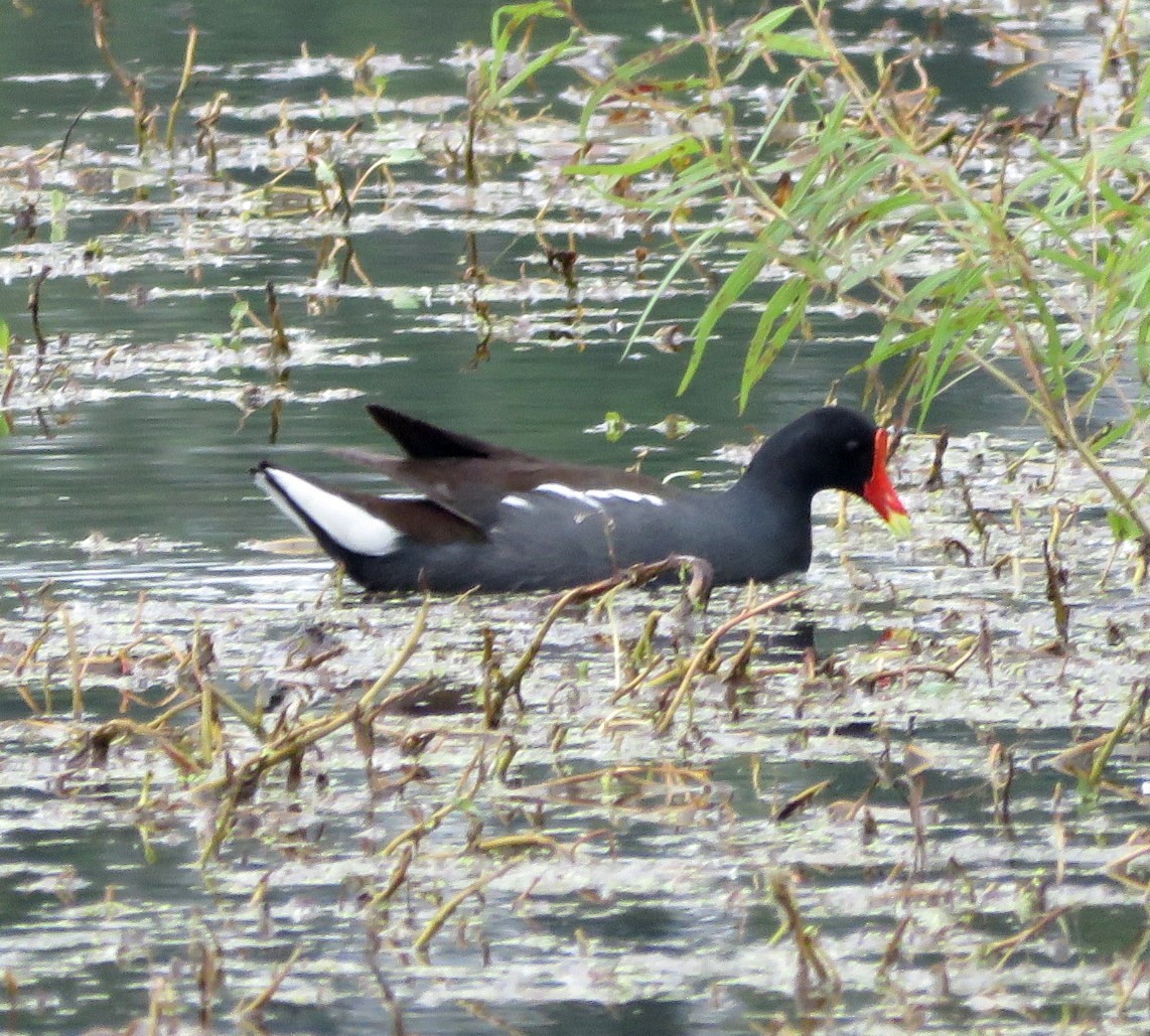 Common Gallinule - Deidre Dawson