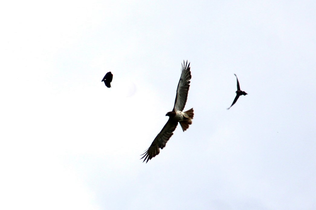 Red-tailed Hawk - Deborah  Hansen