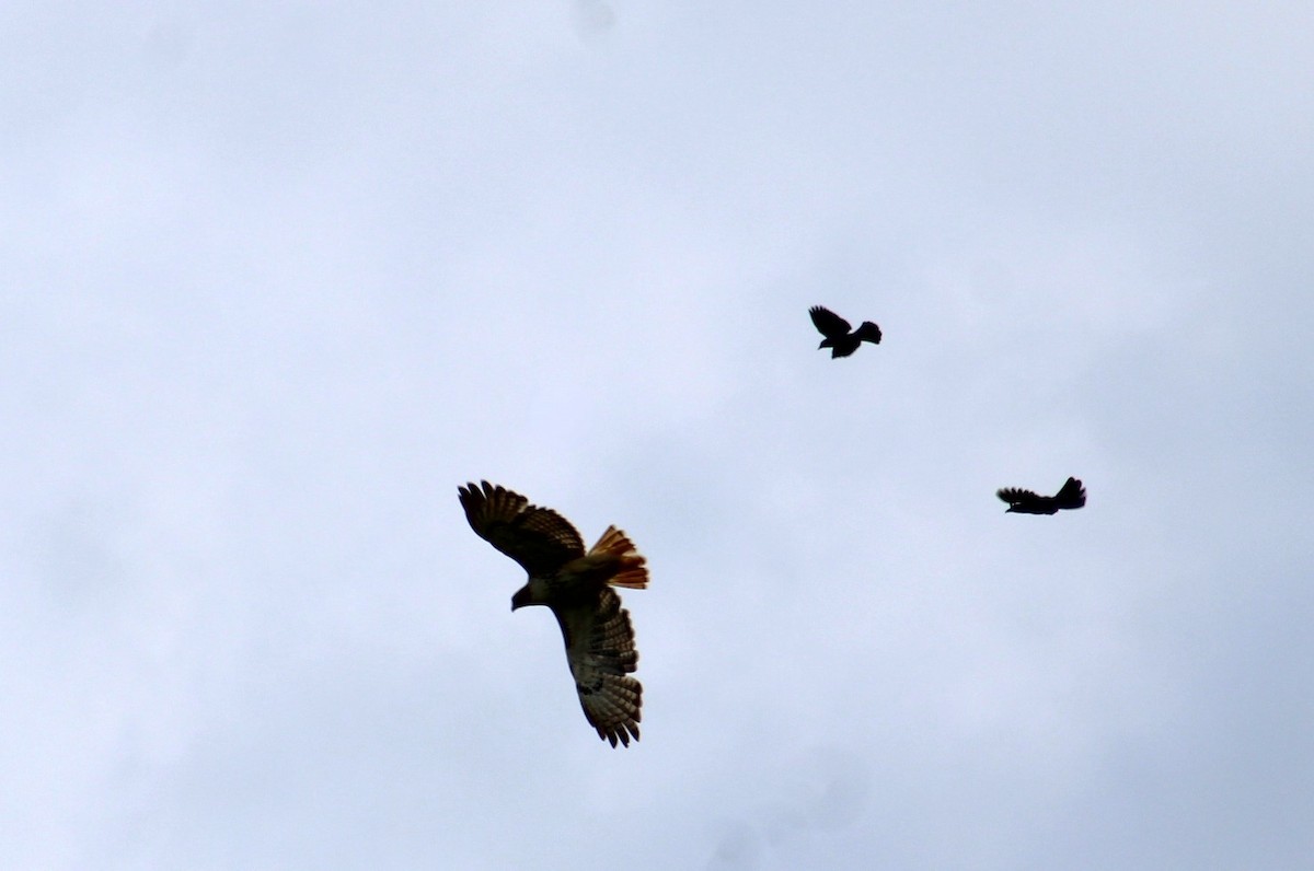 Red-tailed Hawk - Deborah  Hansen