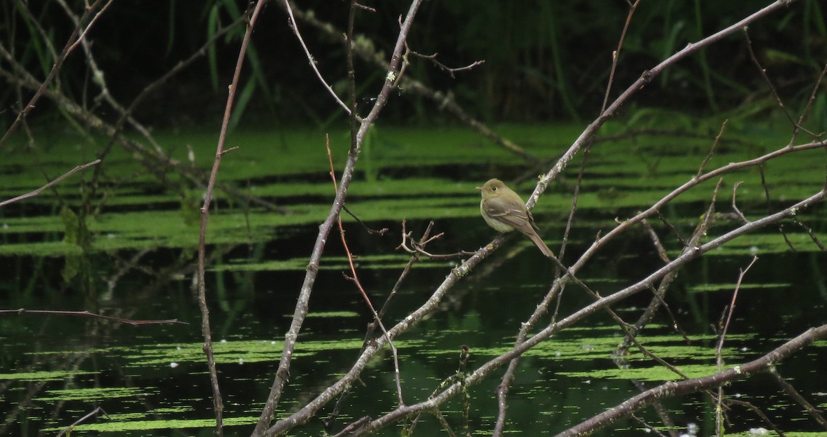 Western Flycatcher - Josiah Chase