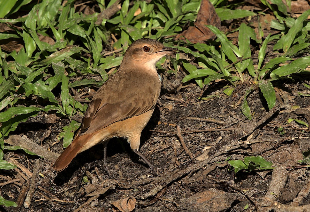 Rufous Hornero - ML619600211