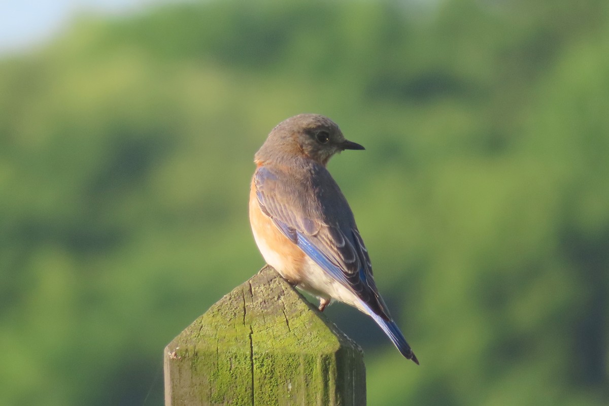 Eastern Bluebird - ML619600215