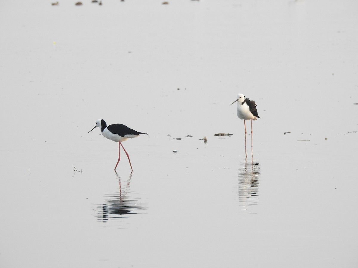 Pied Stilt - ML619600219