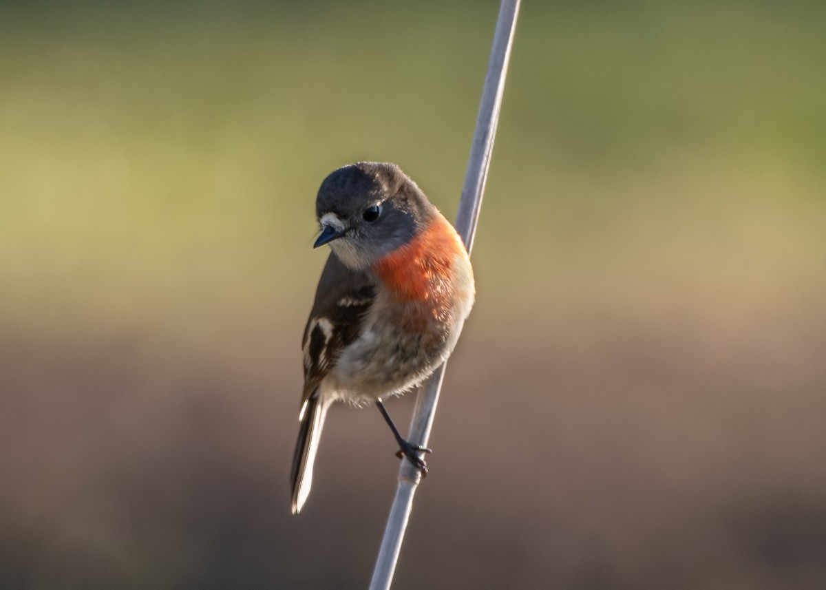 Scarlet Robin - Jonathan Tickner