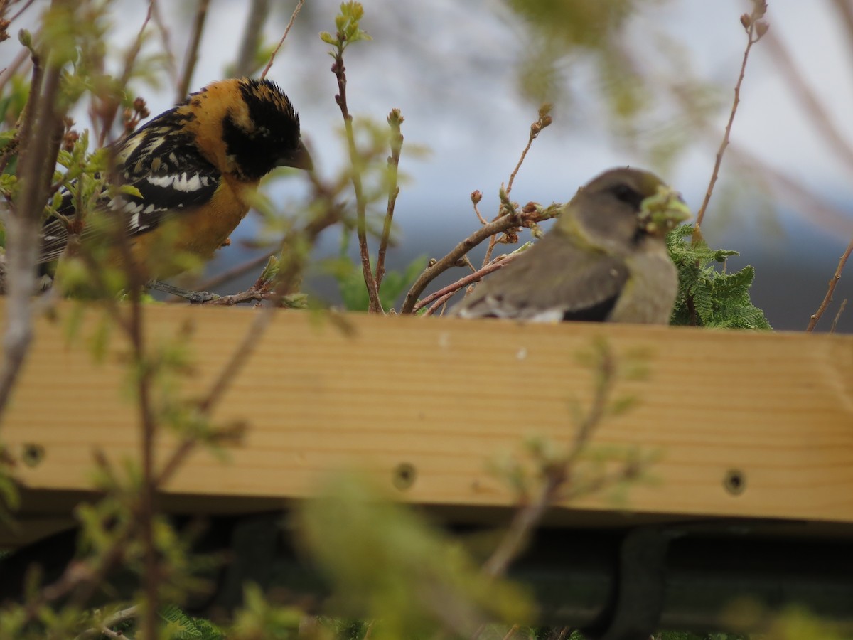 Evening Grosbeak - ML619600225