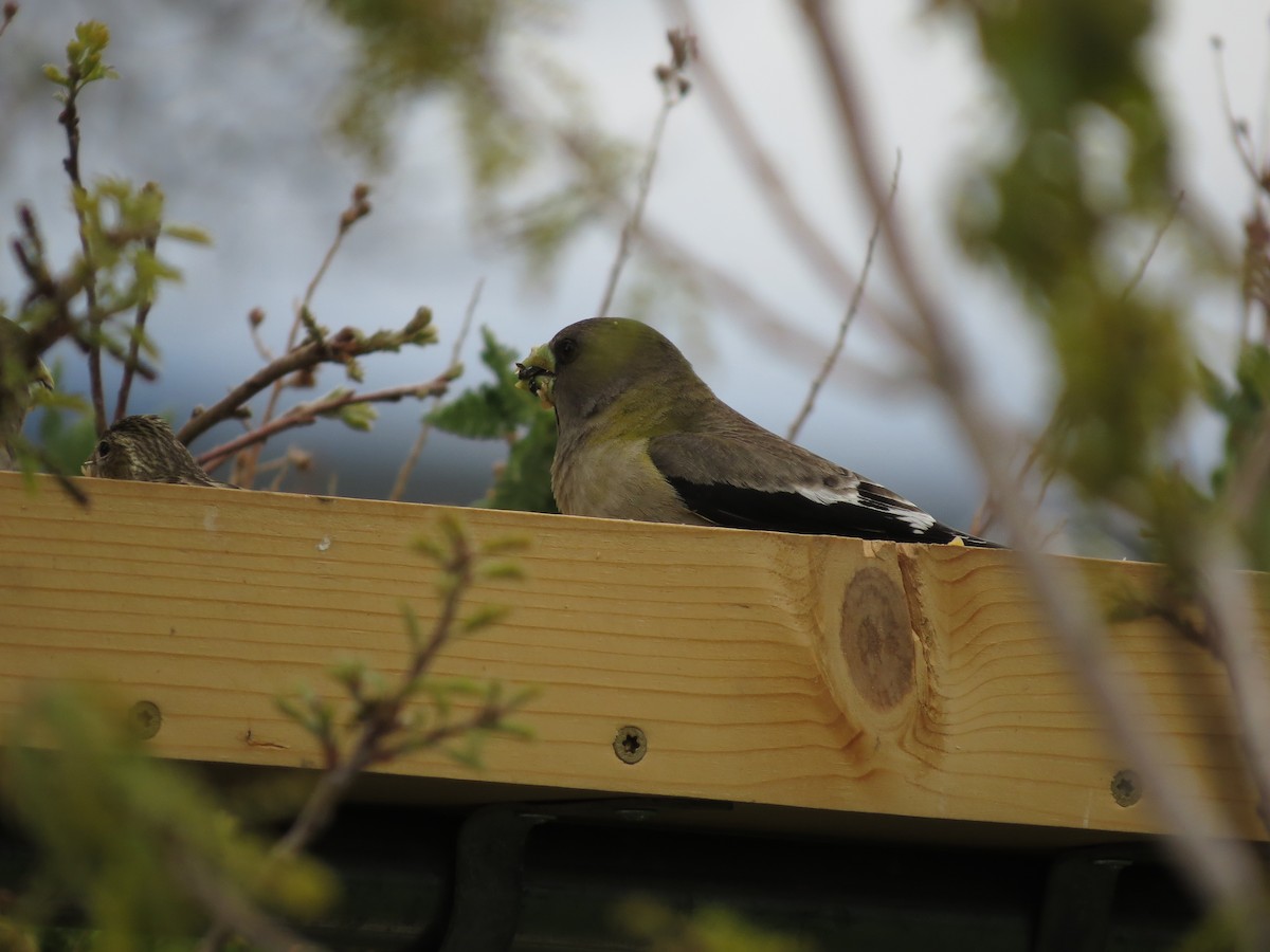 Evening Grosbeak - ML619600226