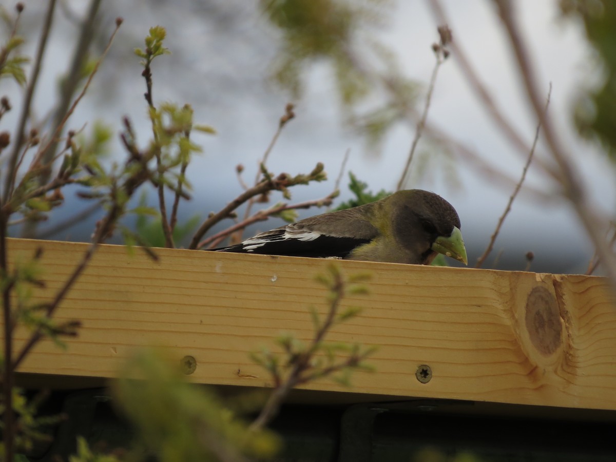 Evening Grosbeak - ML619600227