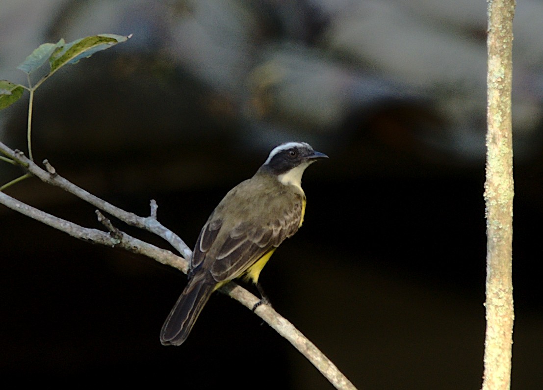 Social Flycatcher - Patrícia Hanate