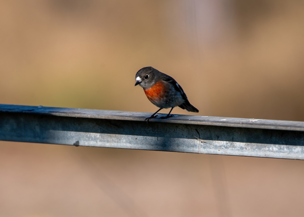 Scarlet Robin - Jonathan Tickner