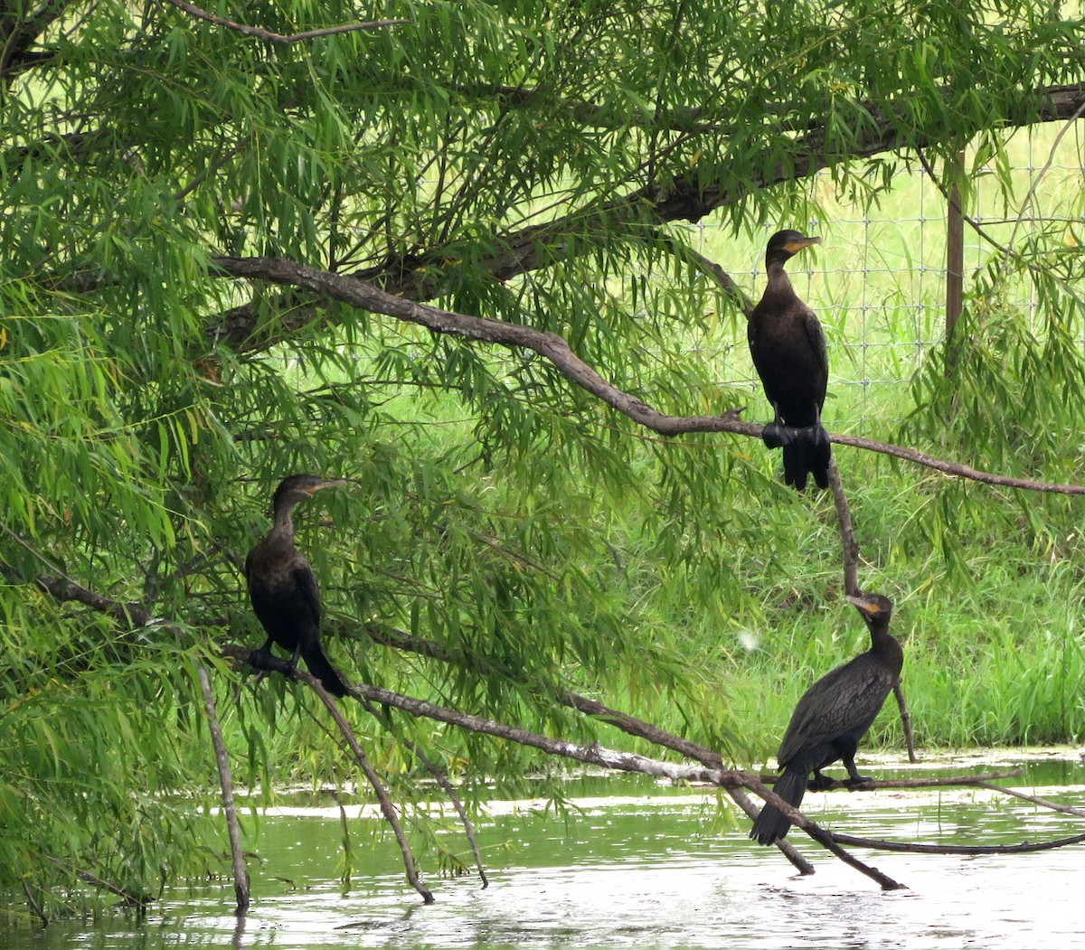 Neotropic Cormorant - Deidre Dawson