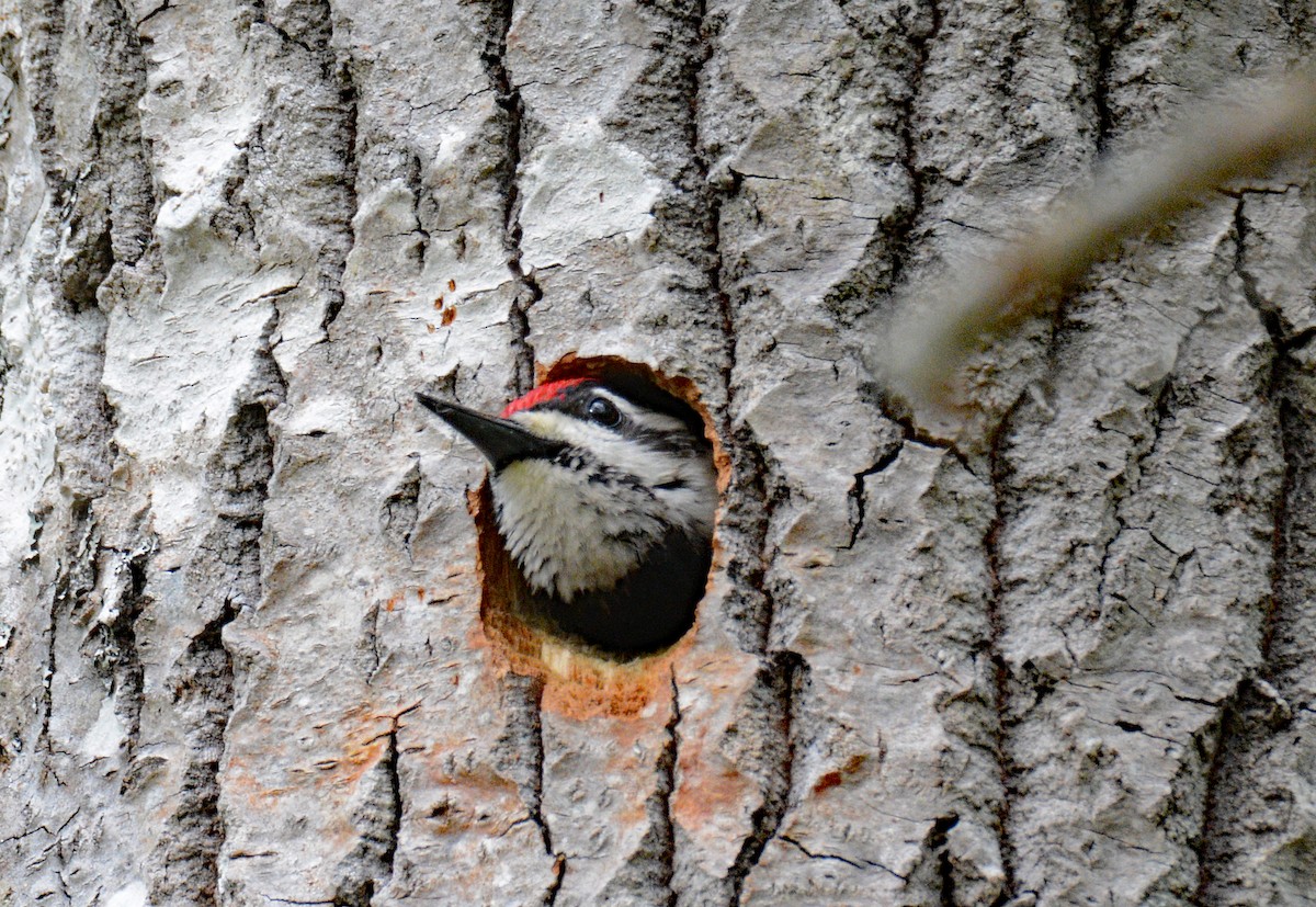 Yellow-bellied Sapsucker - ML619600237