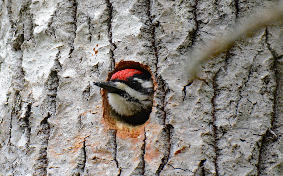 Yellow-bellied Sapsucker - ML619600238