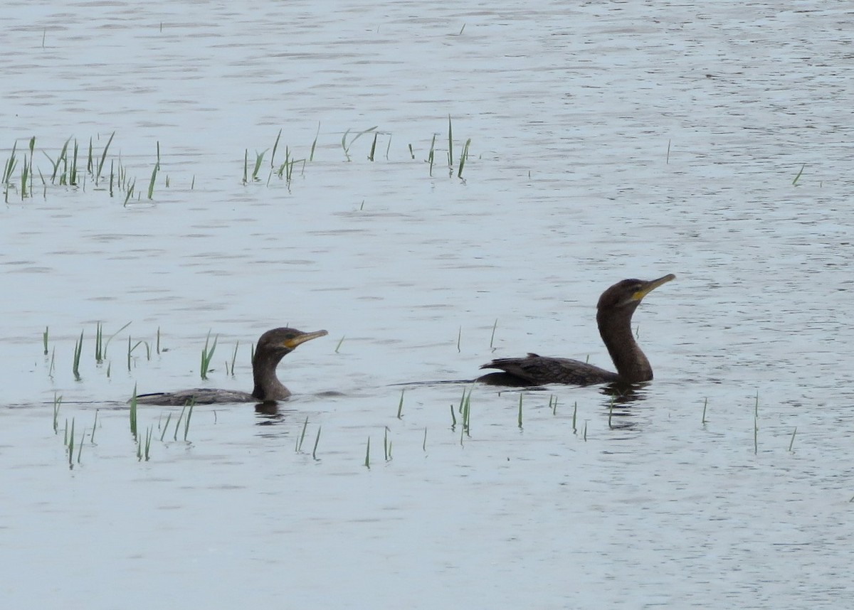 Neotropic Cormorant - Deidre Dawson