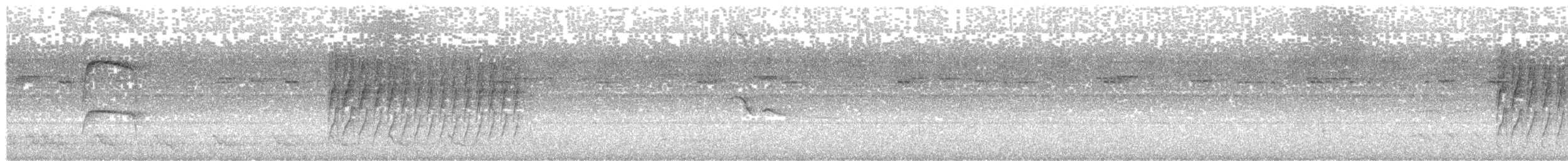 Weißflanken-Ameisenschlüpfer - ML619600242