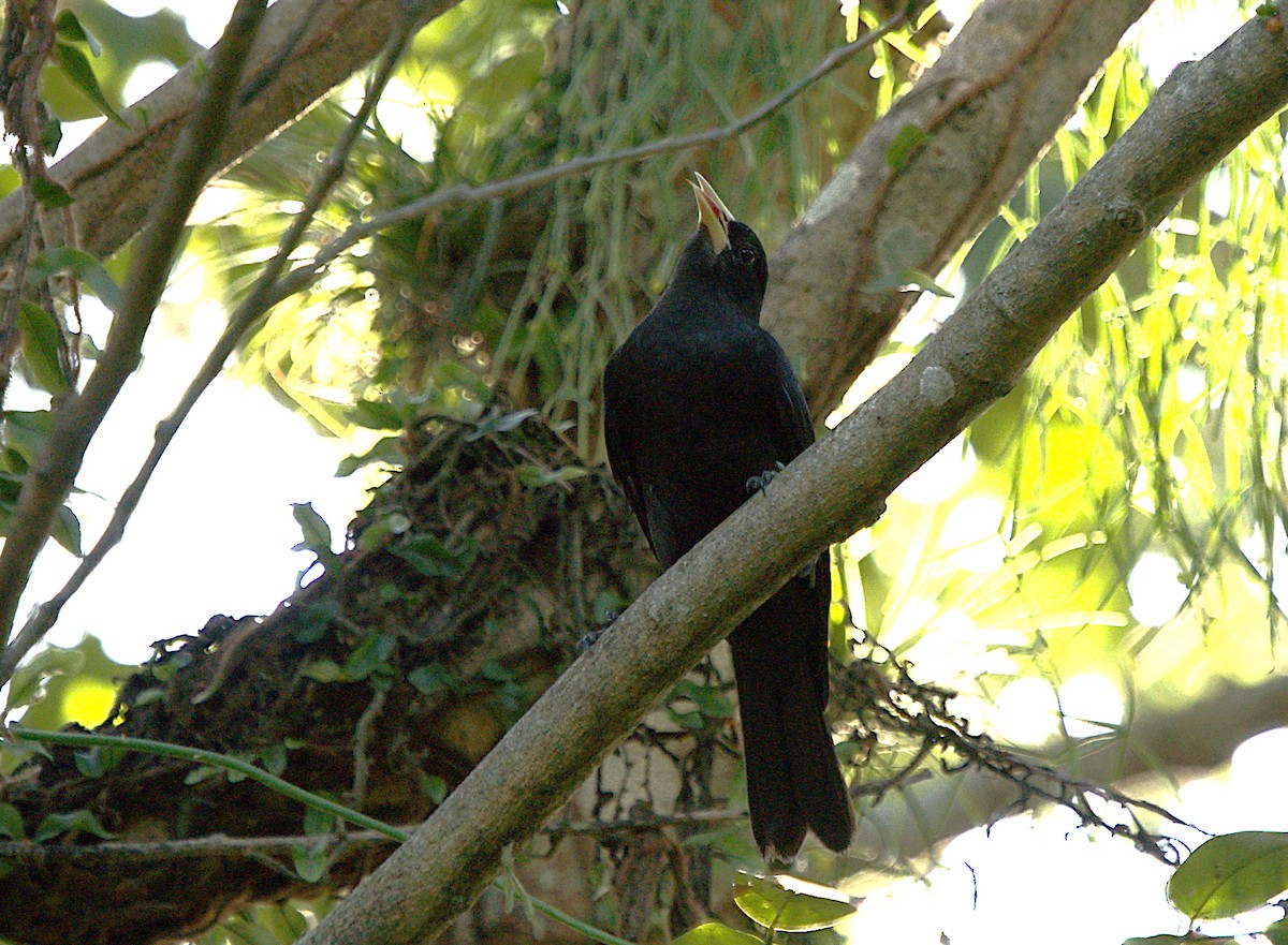 Red-rumped Cacique - ML619600244