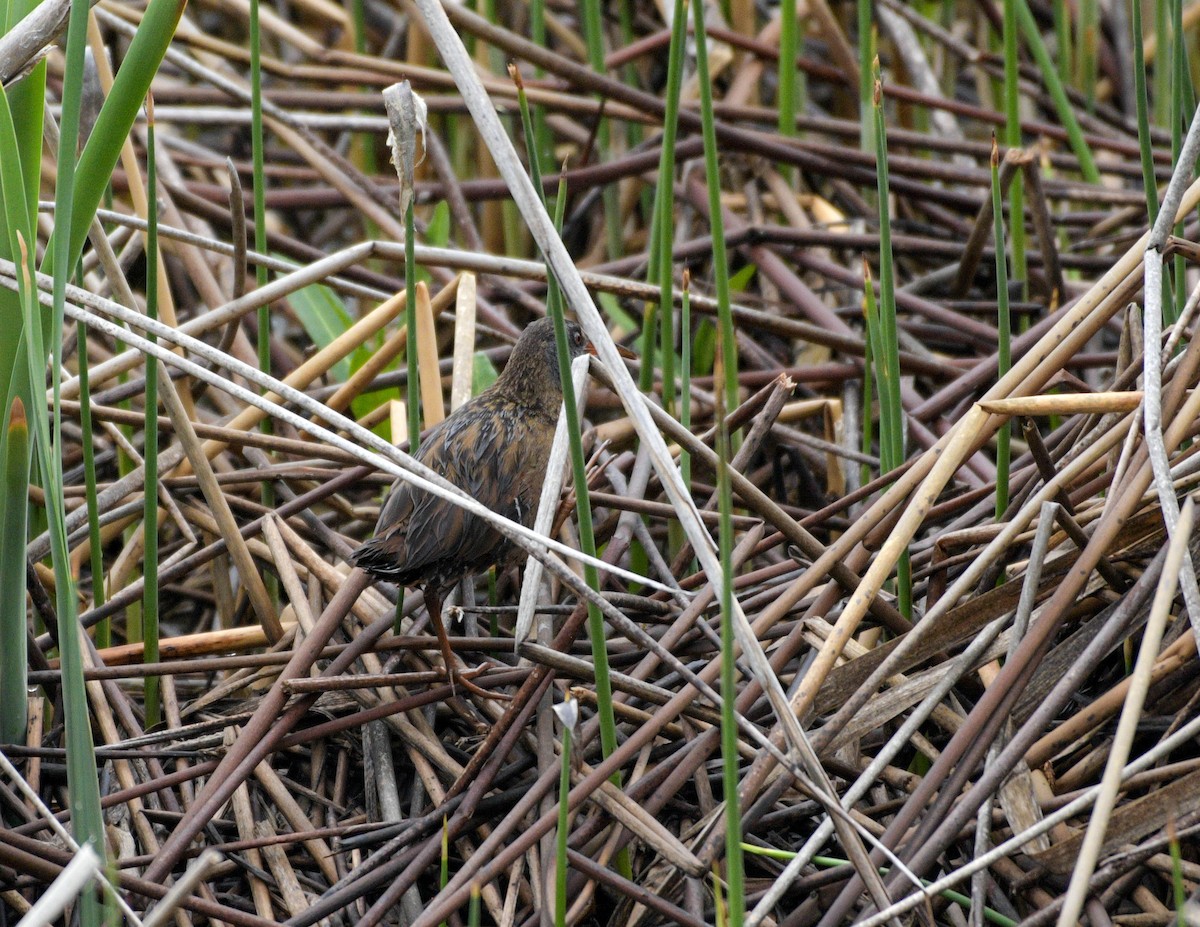 Virginia Rail - Rich and Lynne Glassford