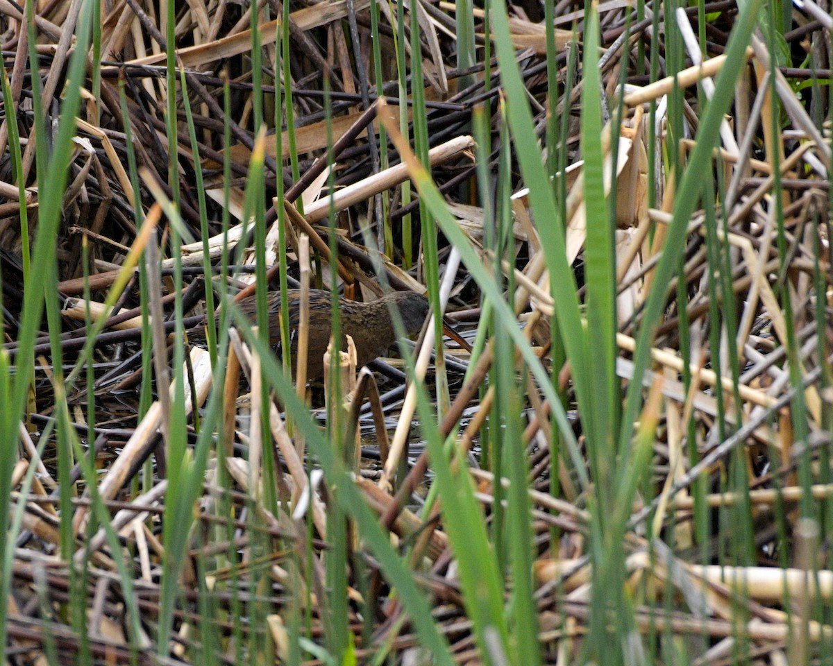 Virginia Rail - ML619600247