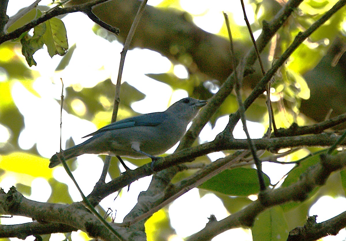 Sayaca Tanager - ML619600256