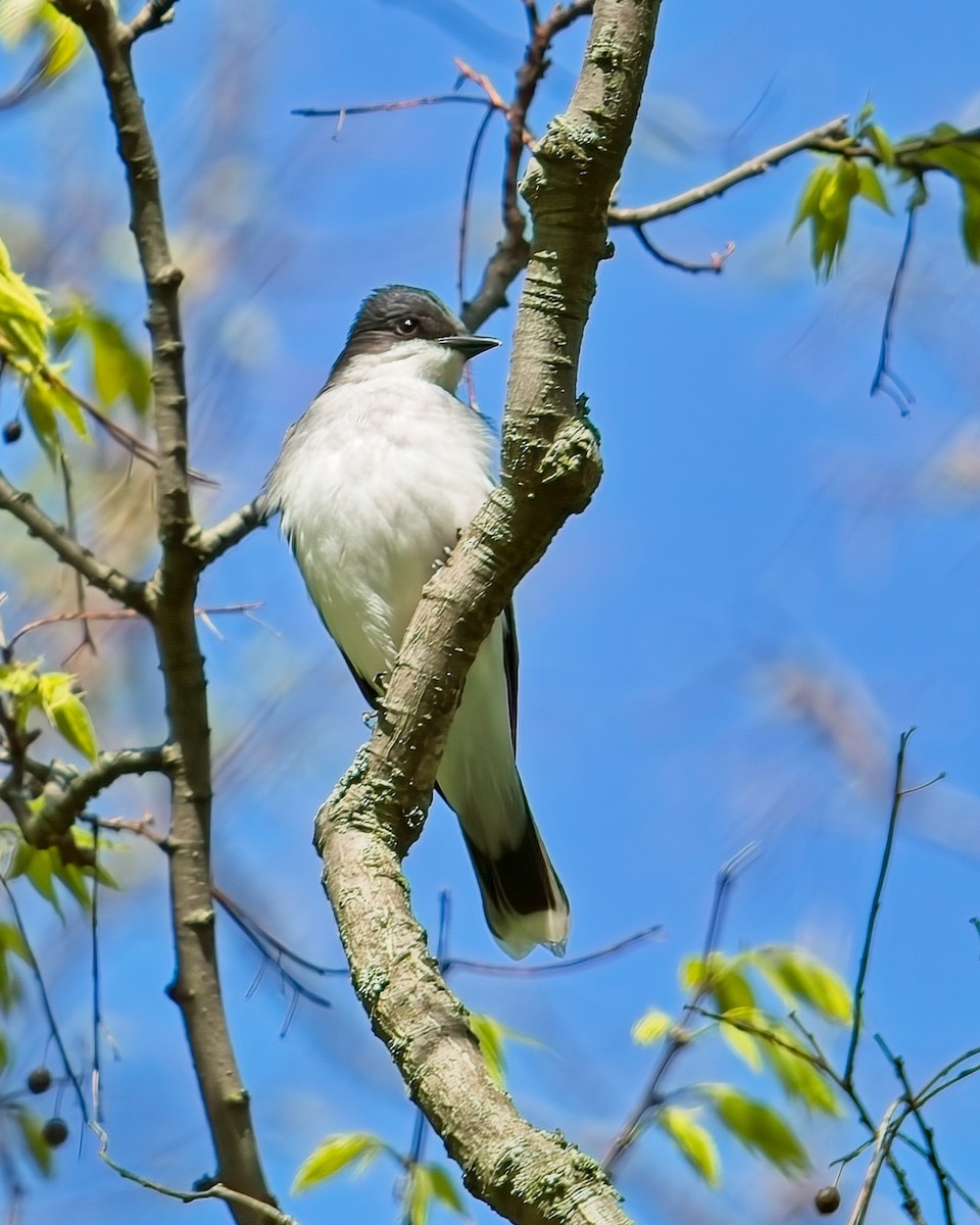 Eastern Kingbird - ML619600259