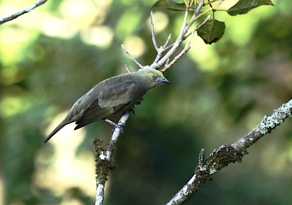 Palm Tanager - Patrícia Hanate