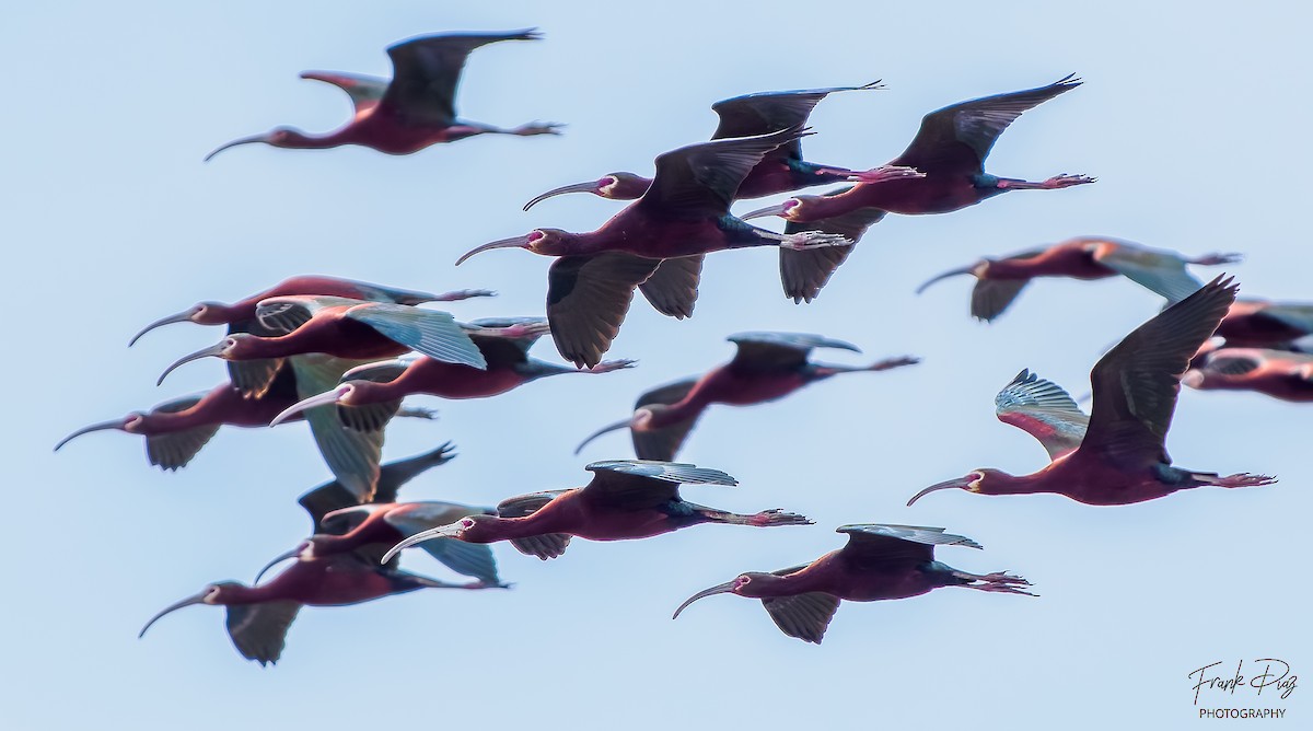 White-faced Ibis - Frank Diaz