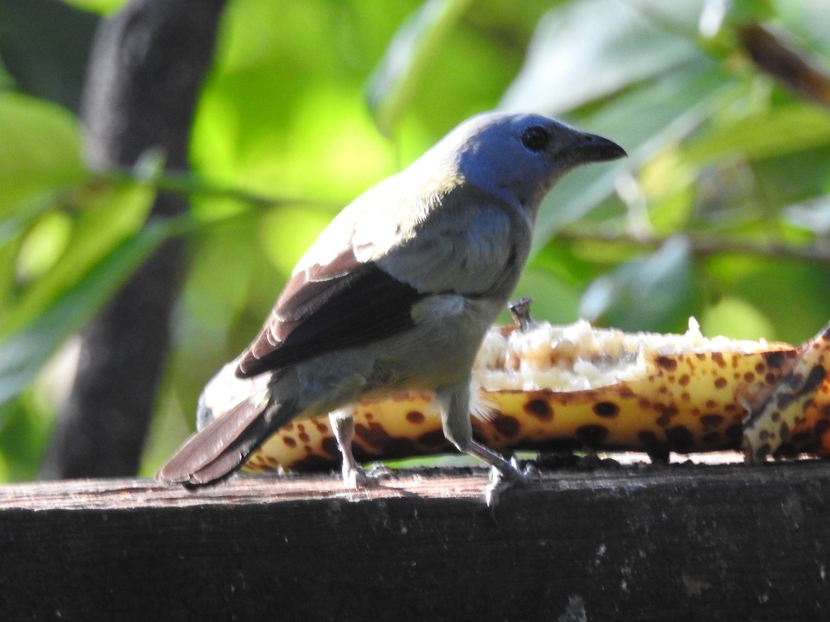 Yellow-winged Tanager - Daniel Garrigues