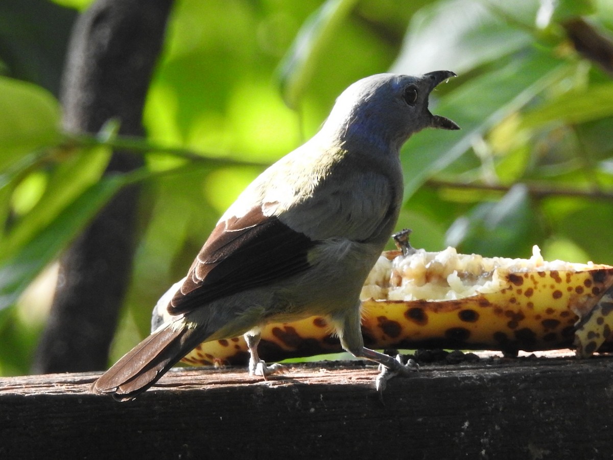 Yellow-winged Tanager - Daniel Garrigues