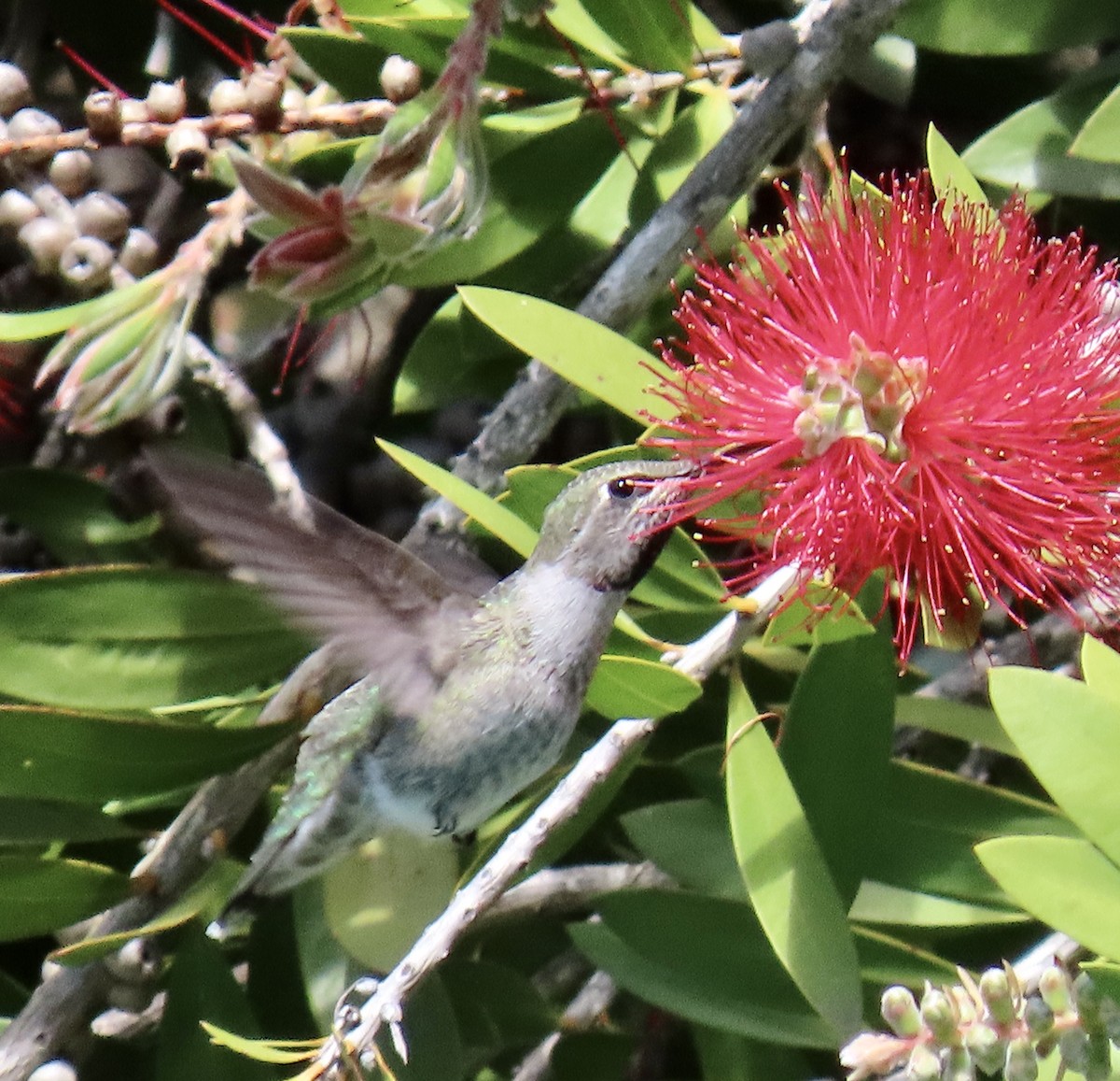 Anna's Hummingbird - George Chrisman