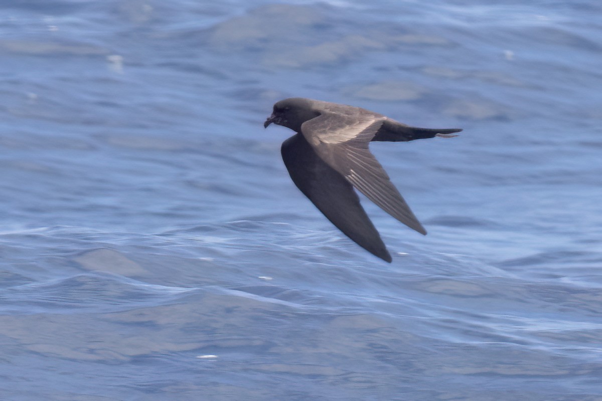 Black Storm-Petrel - Ted Keyel