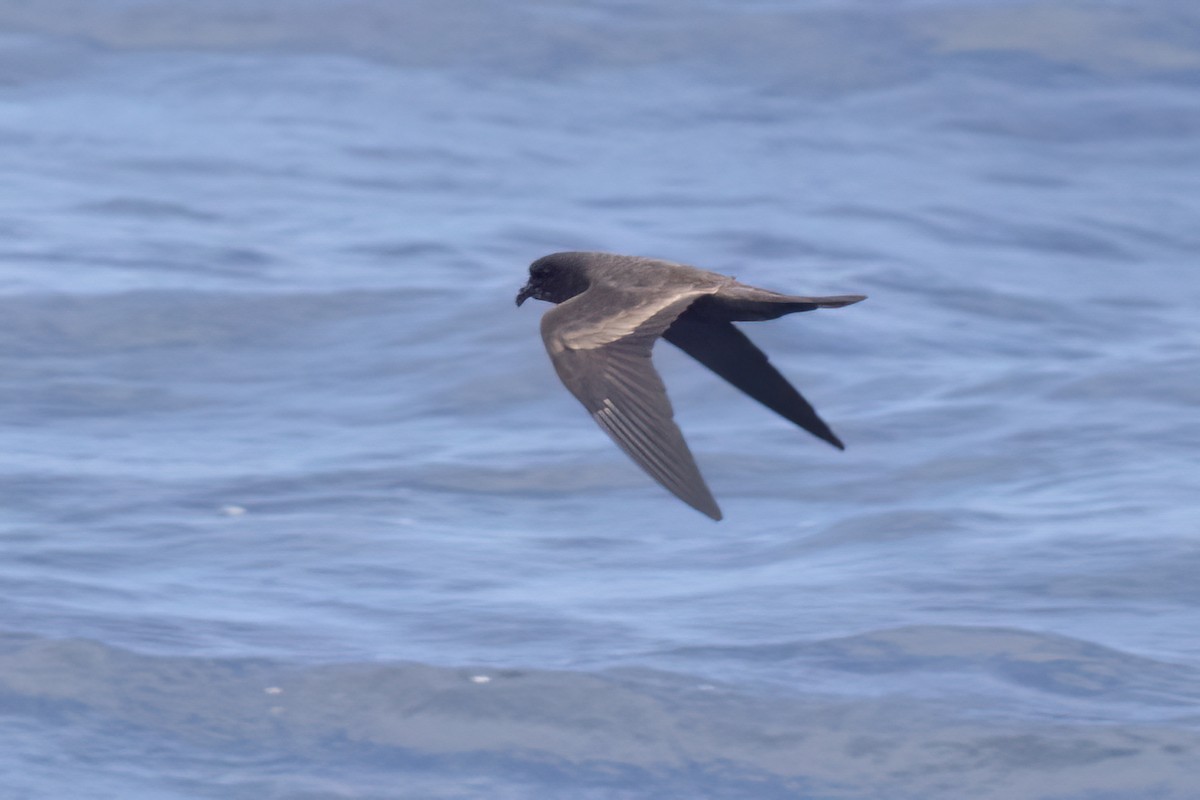 Black Storm-Petrel - Ted Keyel