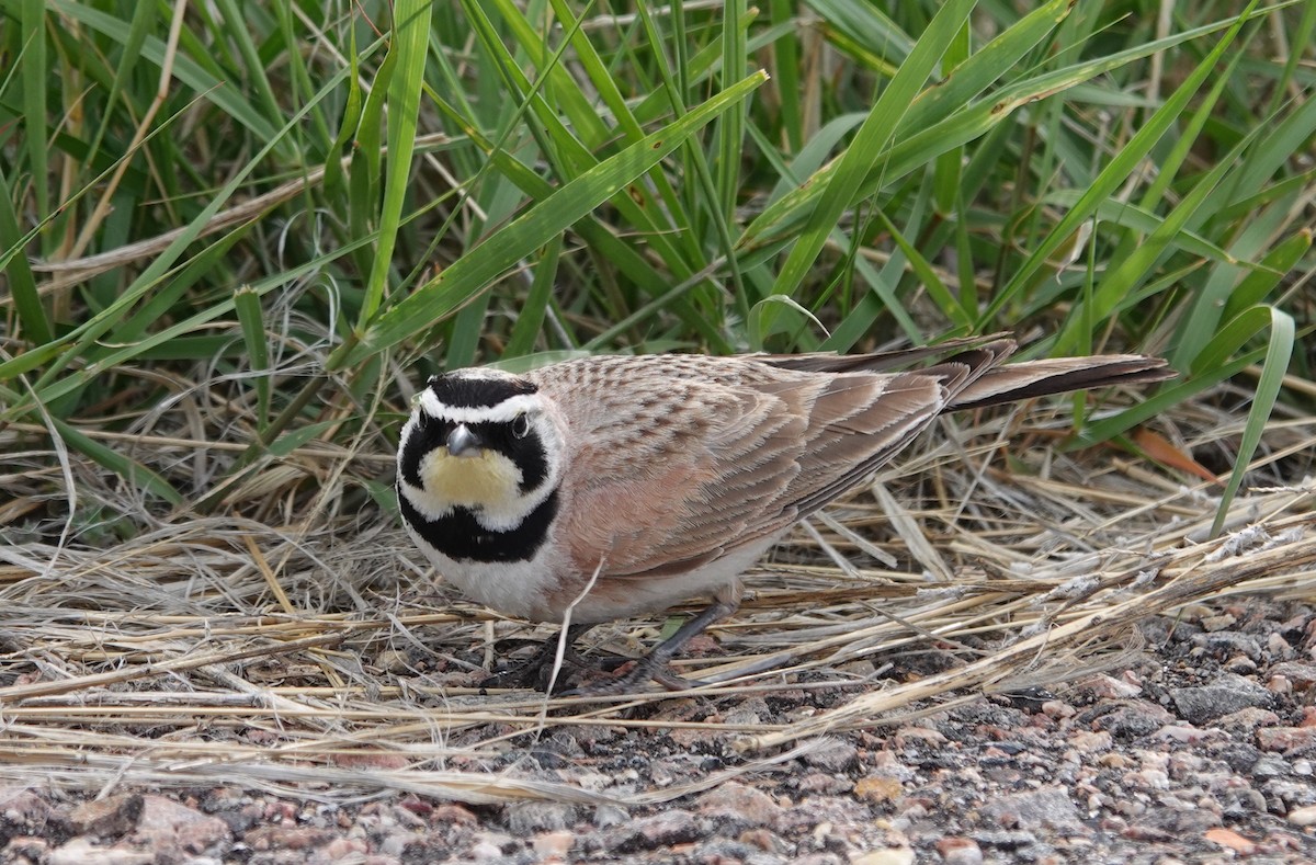 Horned Lark - Graham Ray