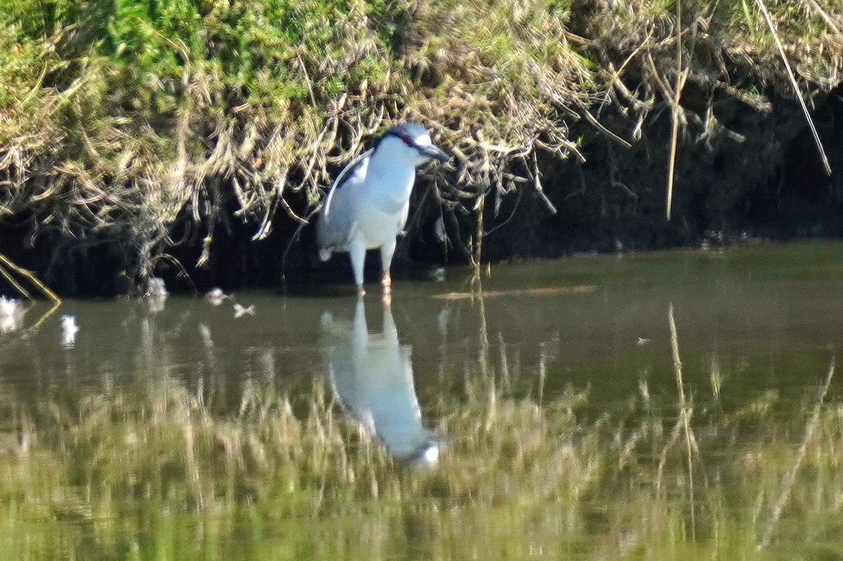 Black-crowned Night Heron - Susan Iannucci