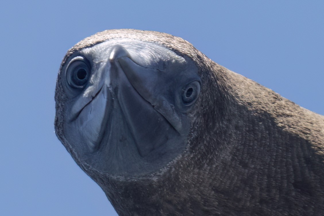 Brown Booby - Ted Keyel