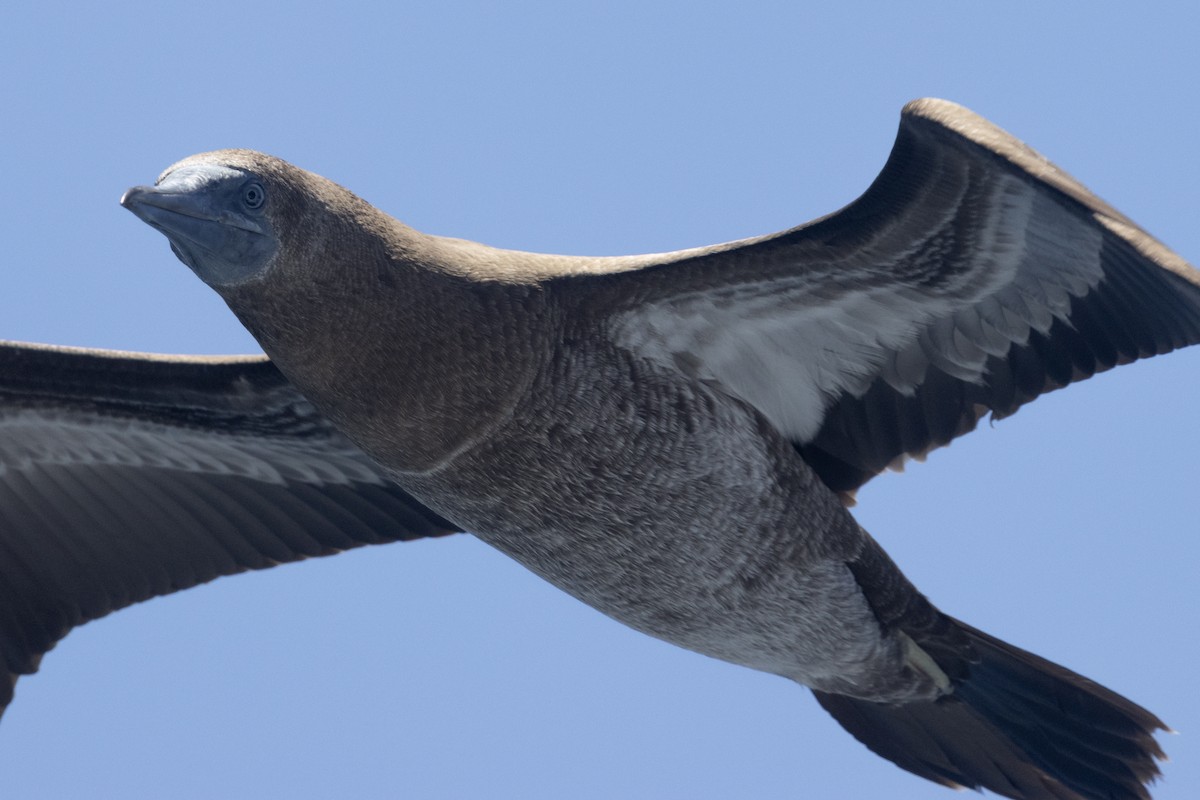 Brown Booby - Ted Keyel