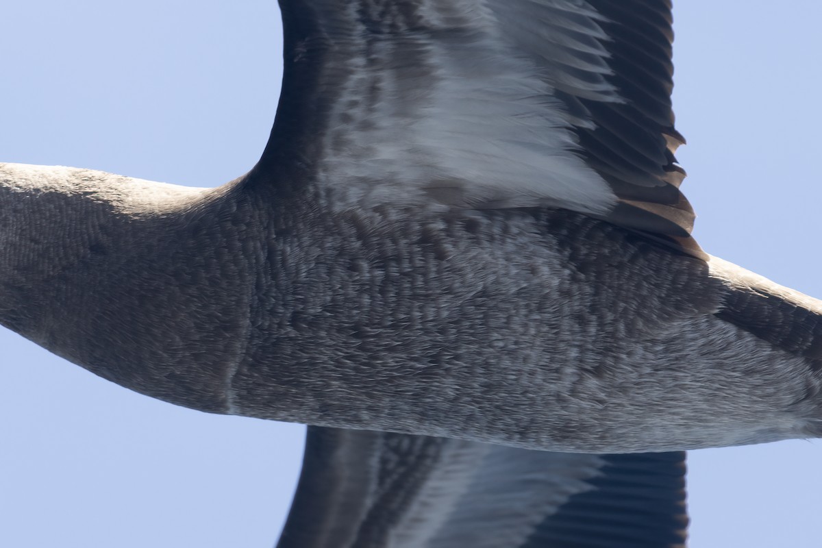 Brown Booby - Ted Keyel