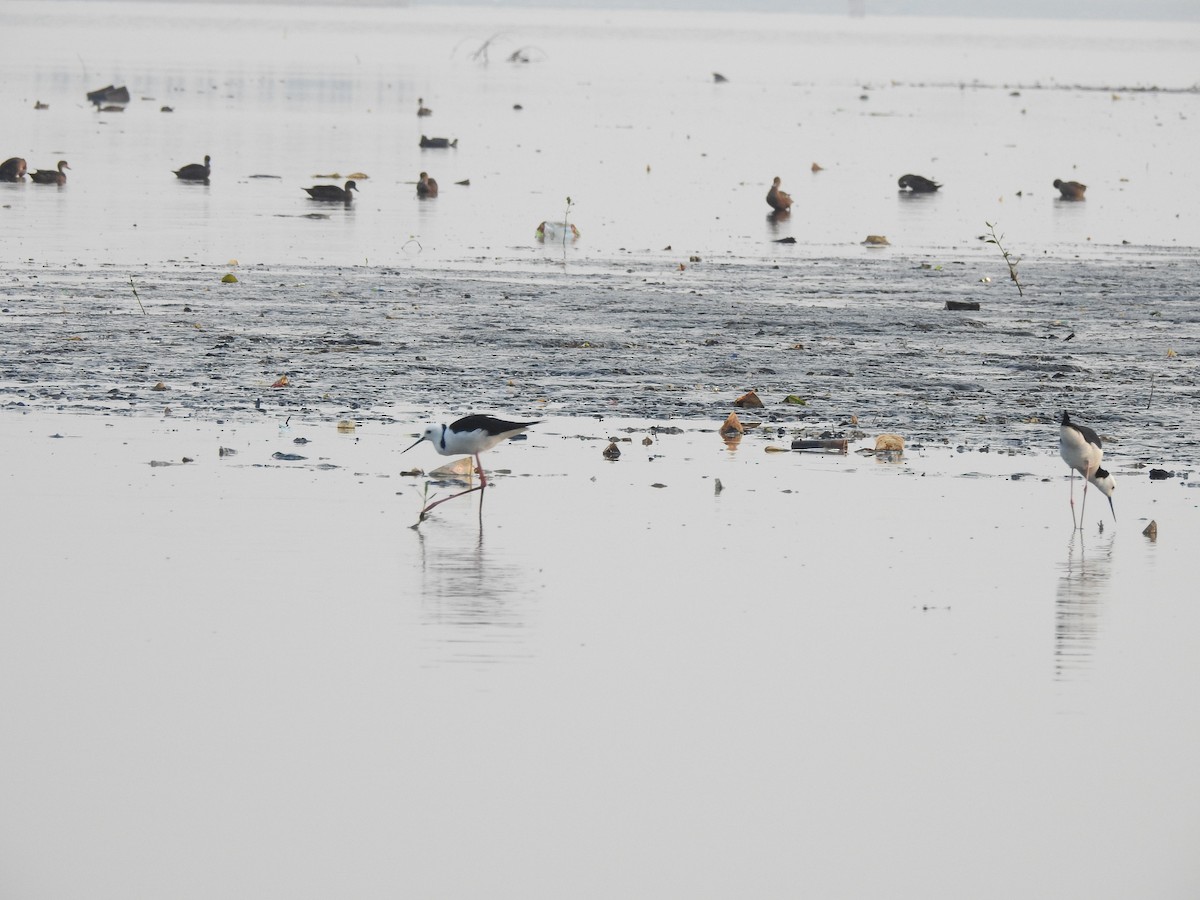 Pied Stilt - ML619600290