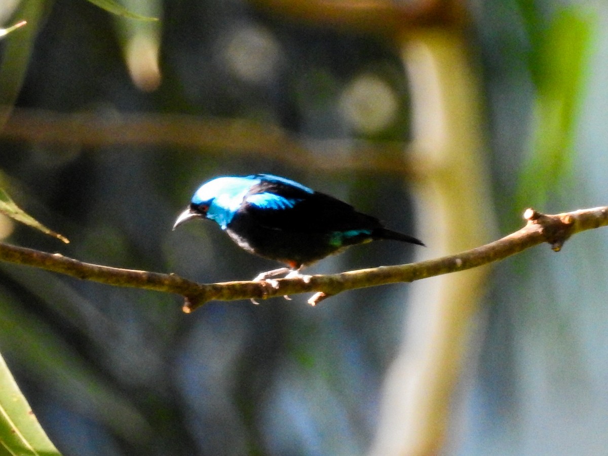 Scarlet-thighed Dacnis - ML619600291