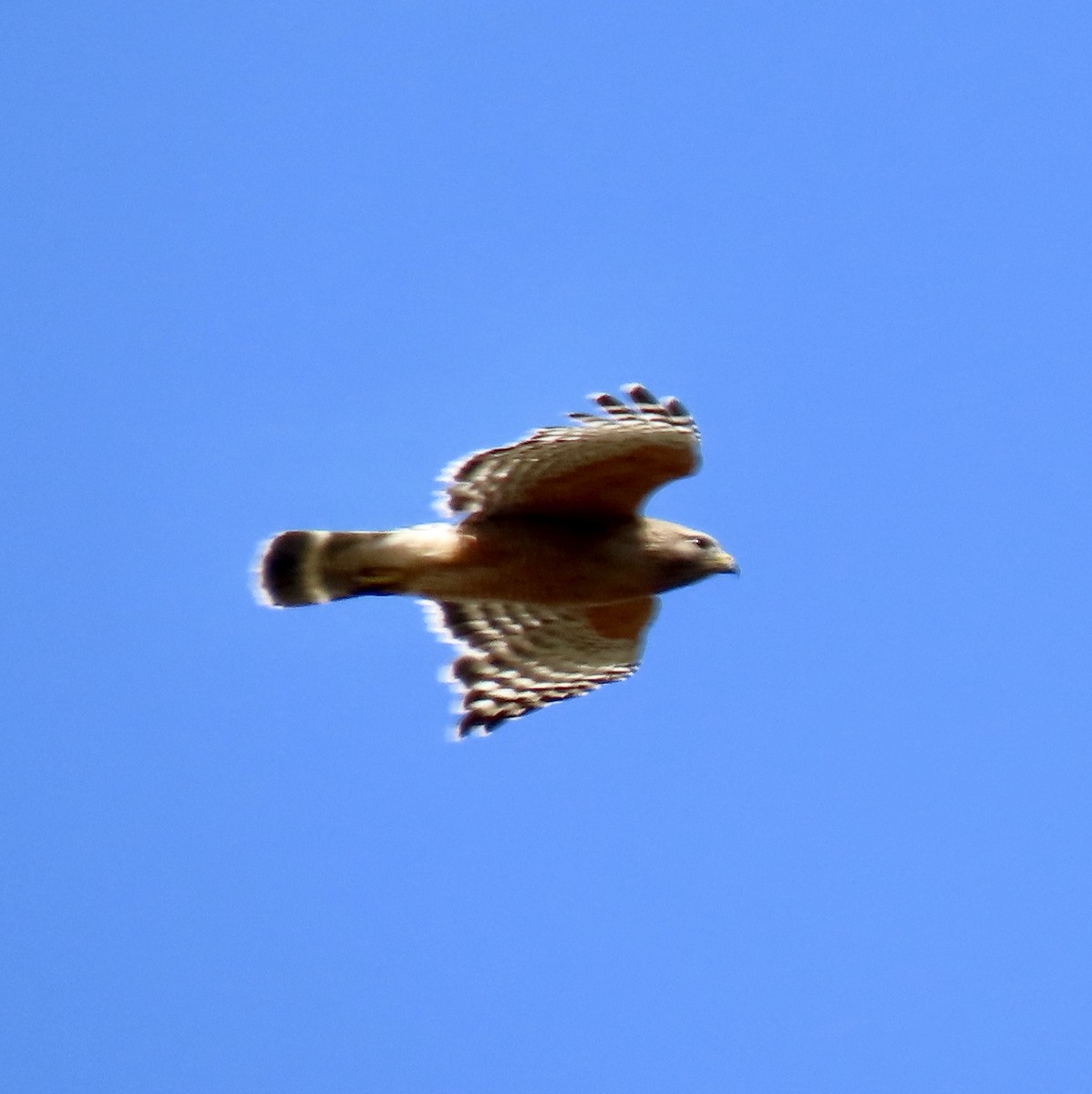 Red-shouldered Hawk - George Chrisman