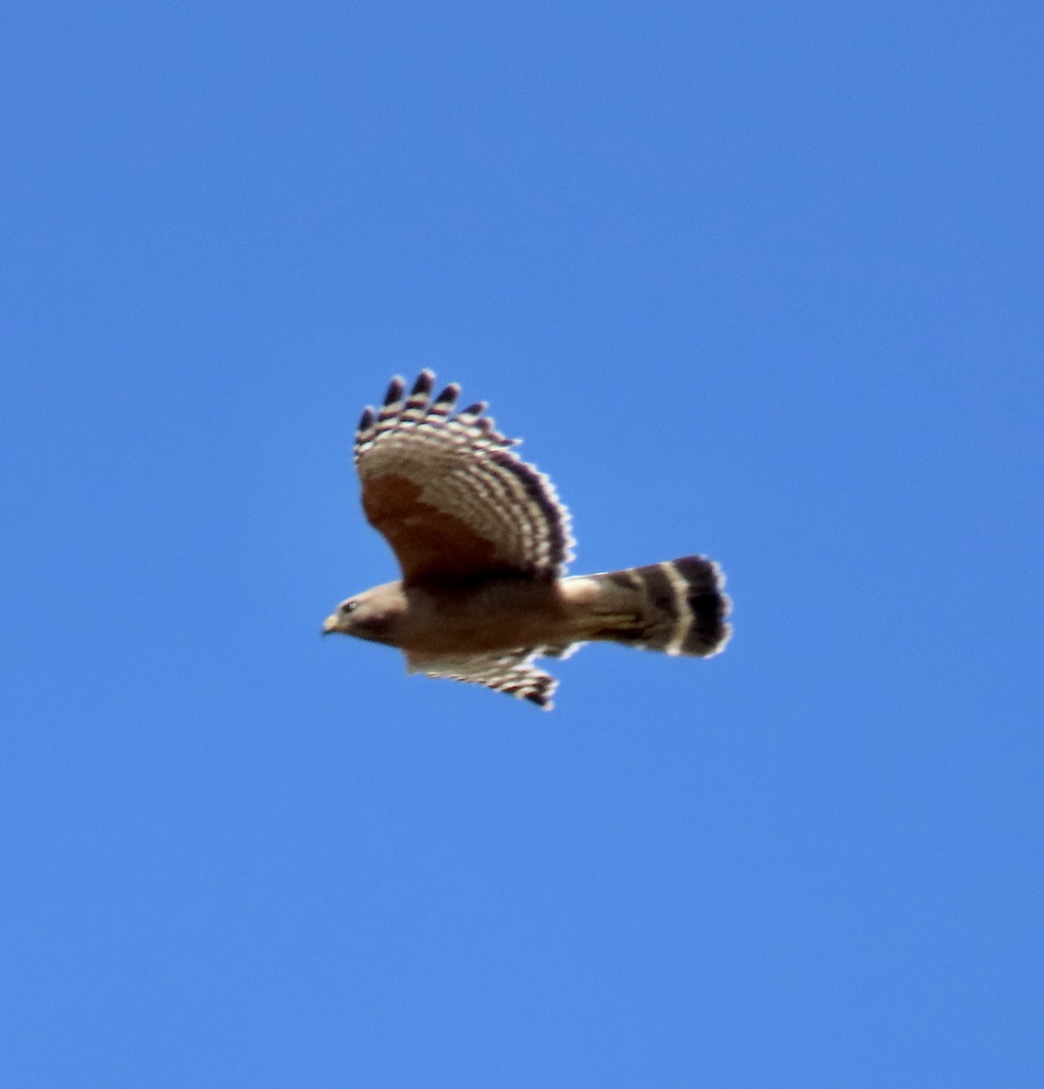 Red-shouldered Hawk - George Chrisman