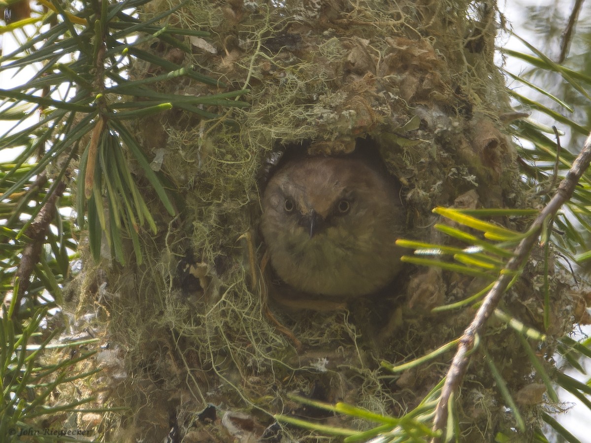 Bushtit - John Riegsecker