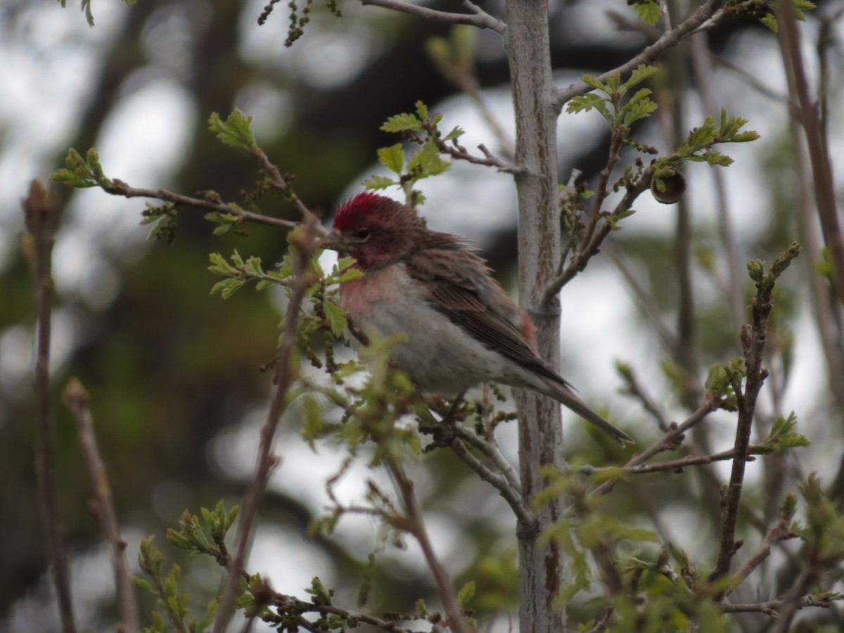 Cassin's Finch - ML619600295
