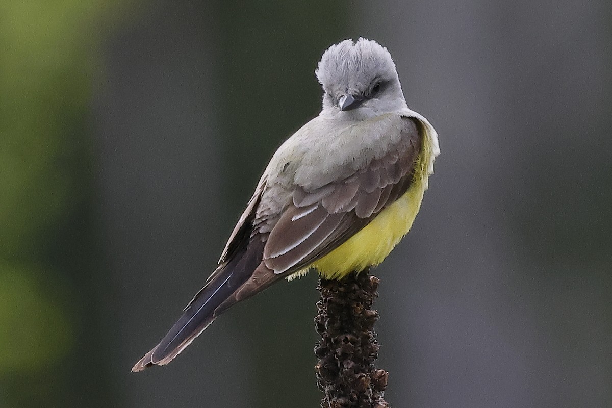 Western Kingbird - David Forinash