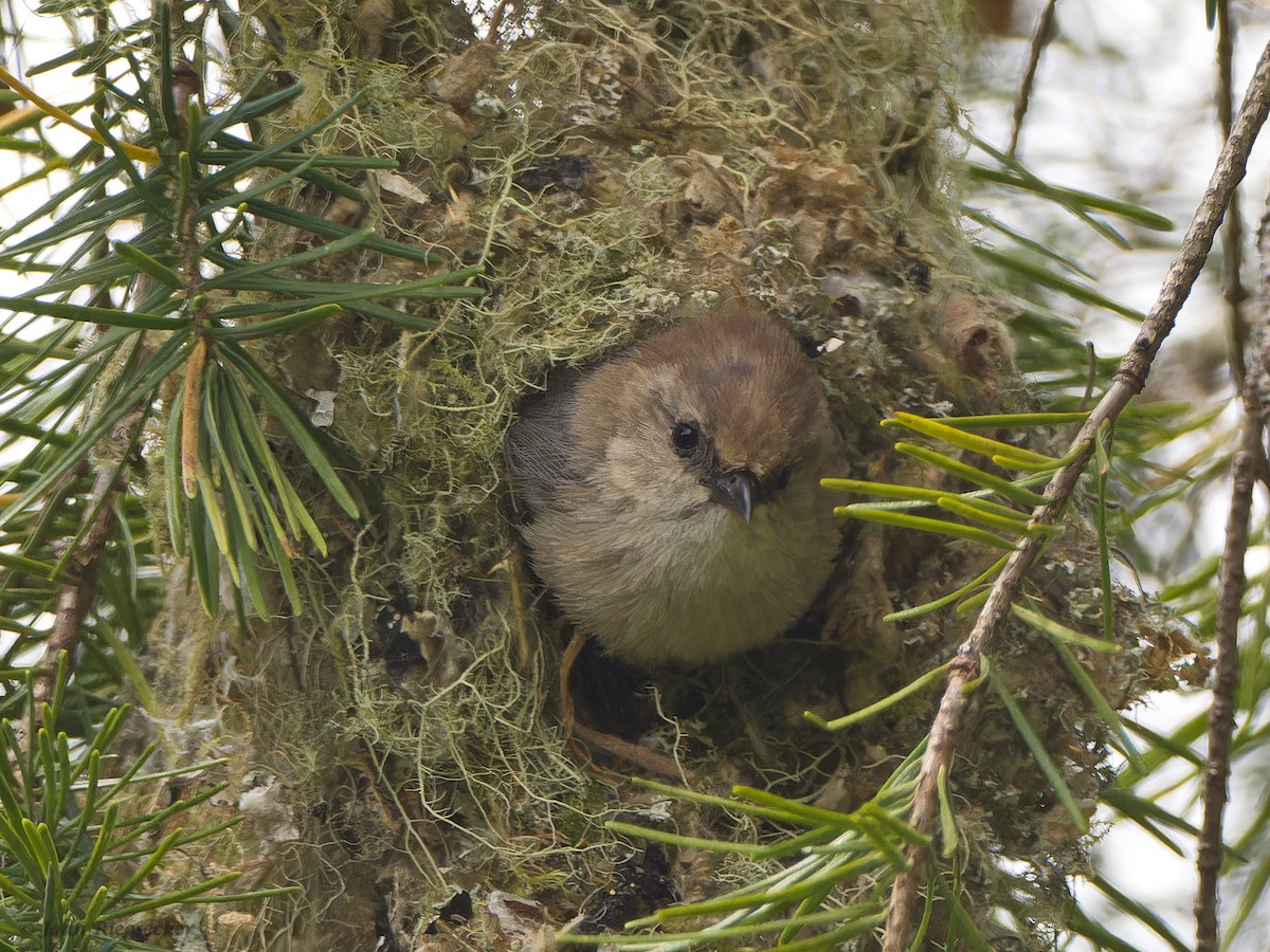 Bushtit - John Riegsecker