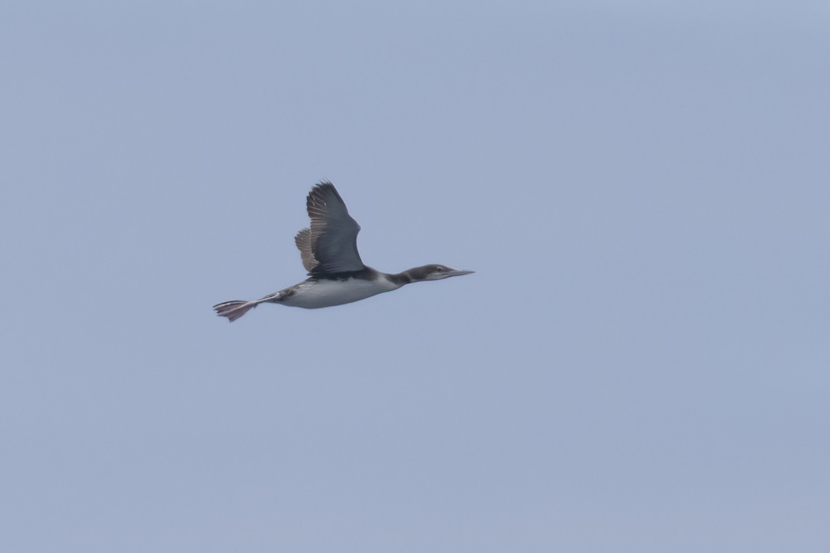 Common Loon - Ted Keyel