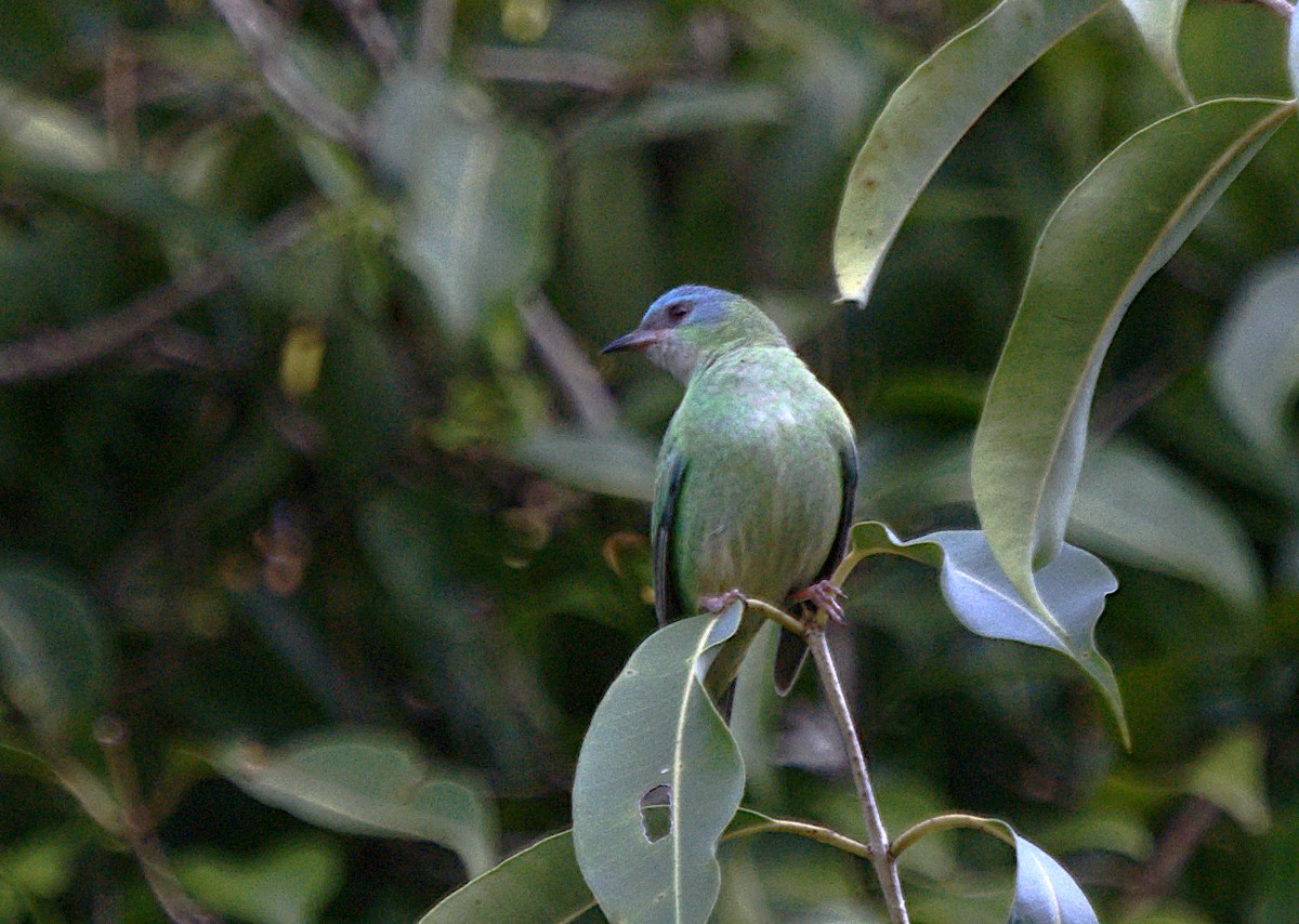 Blue Dacnis - ML619600301