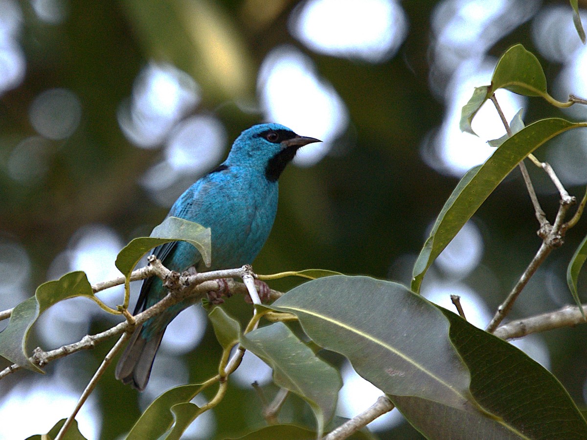 Blue Dacnis - ML619600302